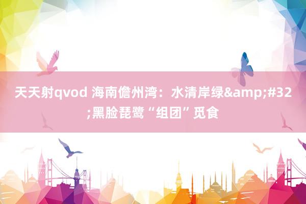 天天射qvod 海南儋州湾：水清岸绿&#32;黑脸琵鹭“组团”觅食